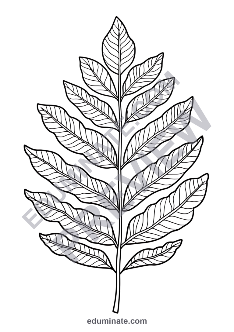 Plant Coloring Pages Botany Life Cycle Science Activity Sheets Pack for Kids sample page 2
