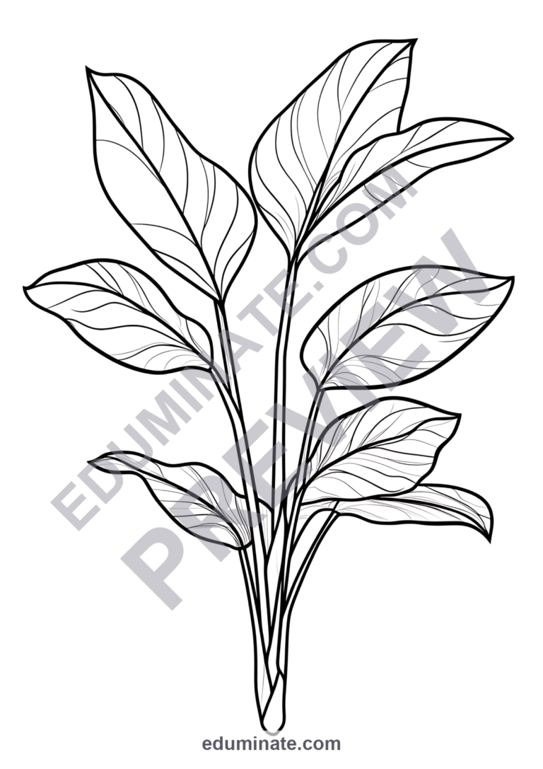 Plant Coloring Pages Botany Life Cycle Science Activity Sheets Pack for Kids sample page 5